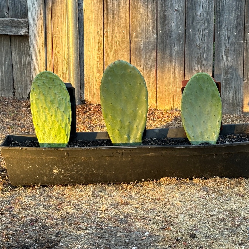 Meet your Posher, Miranda